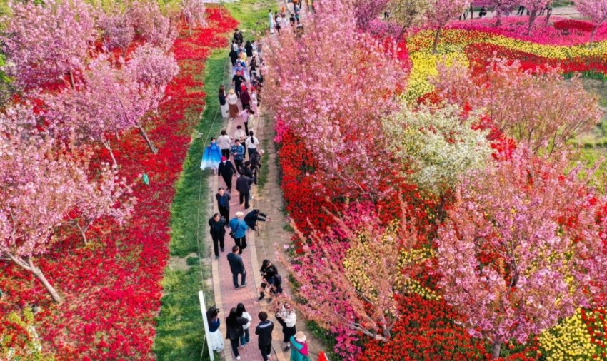 鹤壁樱花季惊艳上线！三大梦幻打卡地曝光，随手一拍就是朋友圈爆款！(图2)